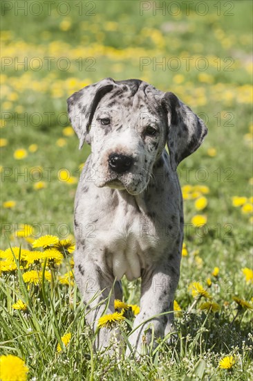 Great Dane