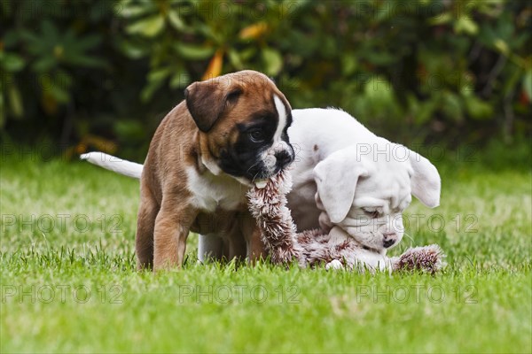 Two Boxer puppies at play