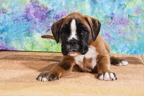 Boxer dog