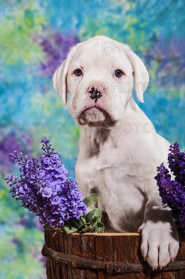 Boxer dog