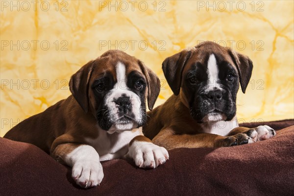 Two Boxer dogs