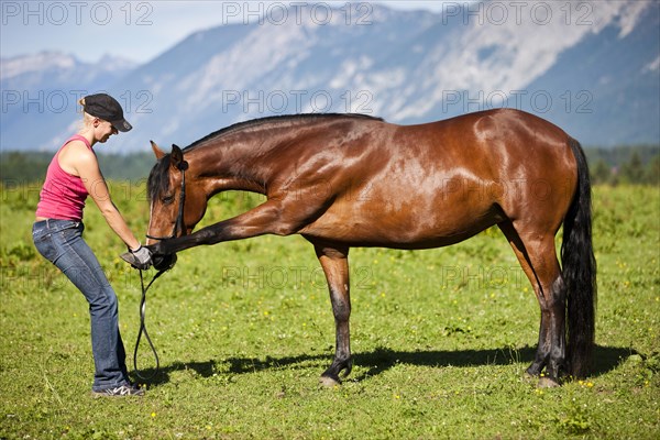 Young woman doing stretching exercises with a Morgan Horse