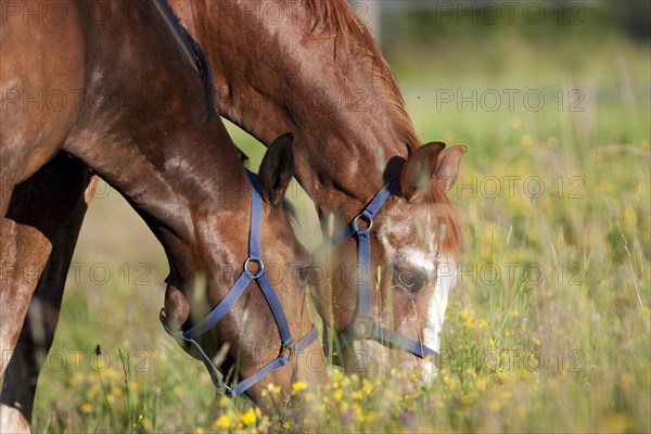 Austrian Warmbloods