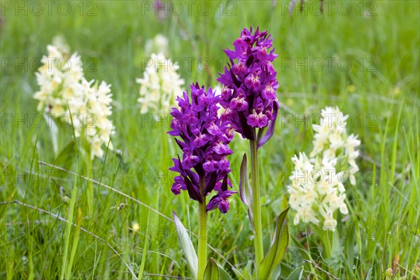 Elder-flowered Orchid (Dactylorhiza sambucina)