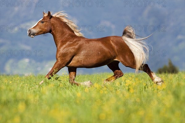 Welsh Cob mare