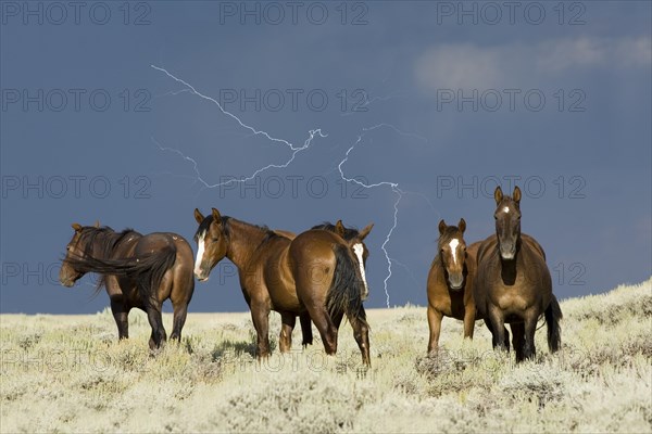Mustang herd