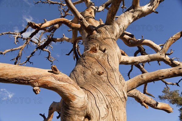 Dead tree