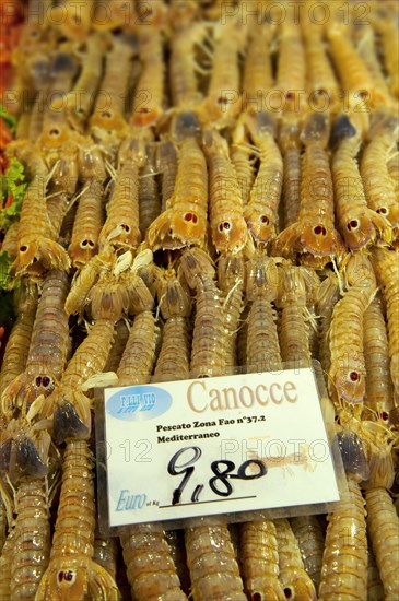 Fresh Canocce prawns