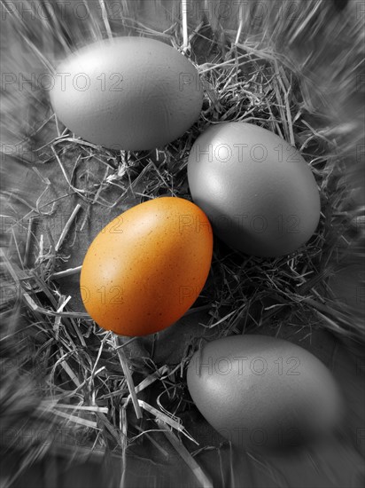 Eggs