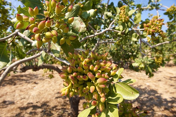 Pistachio fruits (Pistacia vera)