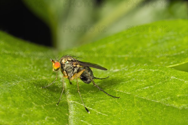 Dolyfly (Dolichopus sp.)