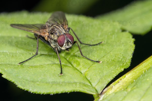 Muscid fly (Helina sp.)