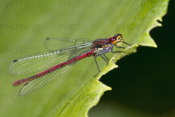 Large red damselfly (Pyrrhosoma nymphula)