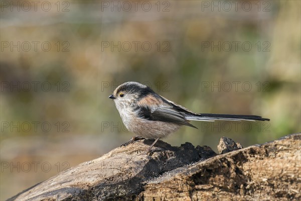 Long-tailed tit (Aegithalos caudatus)