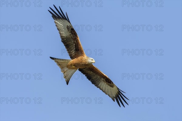 Red Kite (Milvus milvus)