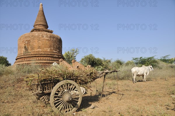 Oxcart and an ox in front of a stupa in the Pagoda Field of Bagan