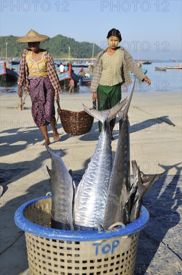 Basket with barracudas