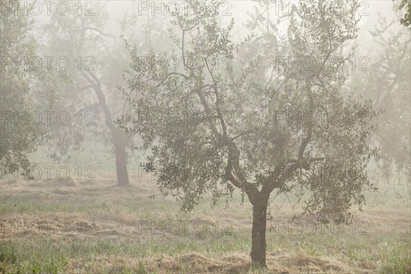 Olive trees (Olea europaea) in the fog