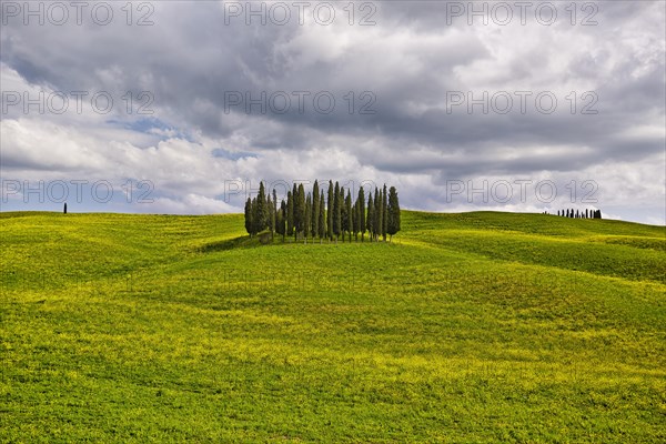 Group of cypress trees on a hilly field