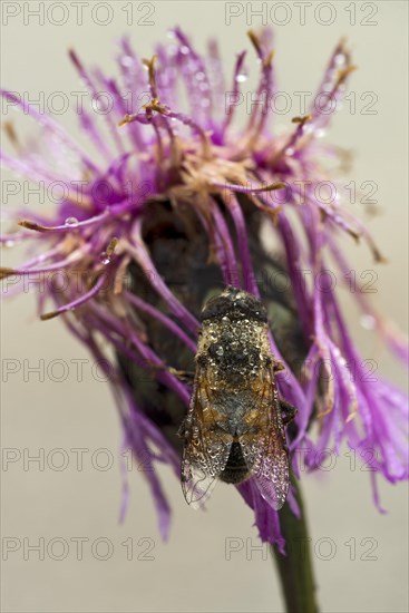 Hoverfly