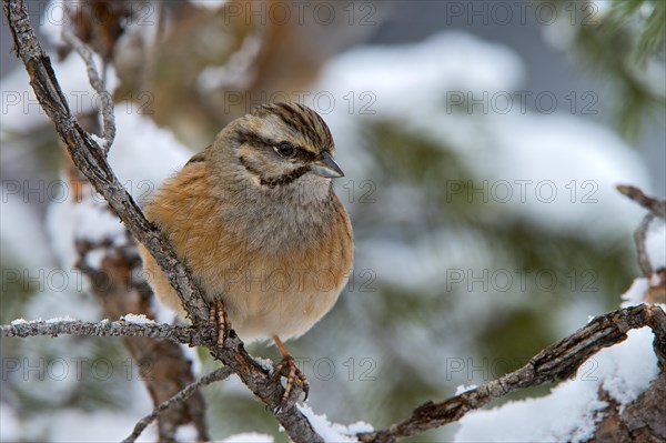 Rock Bunting (Emberiza cia)