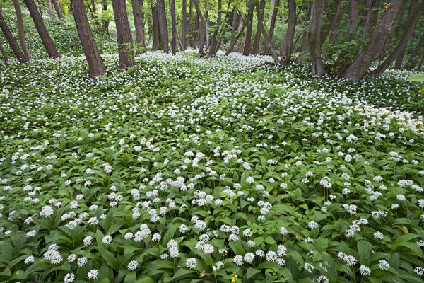 Ramsons or Wild Garlic (Allium ursinum)