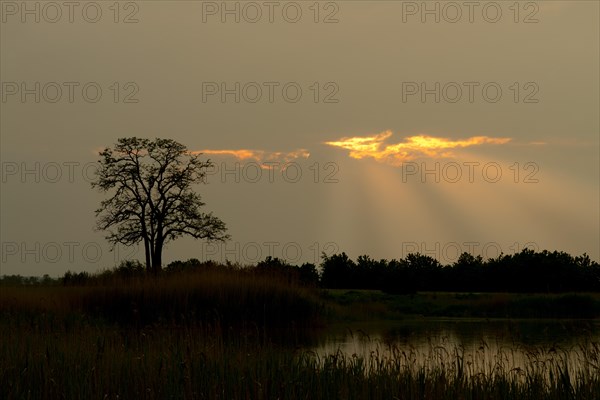 Silhouette of a tree at sunset