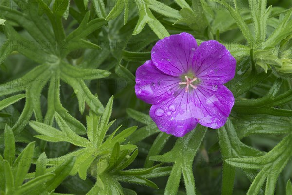 Bloody Cranesbill or Bloody Geranium (Geranium sanguineum)