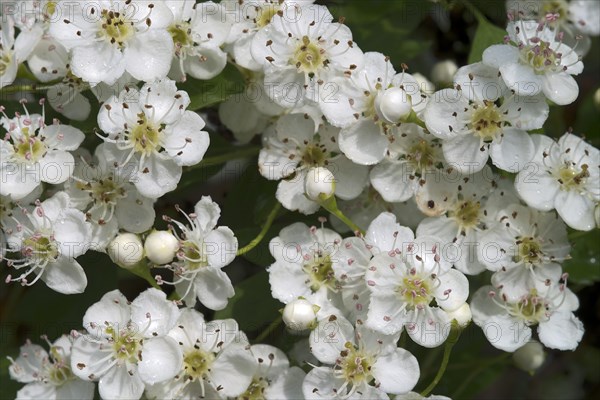 Common Hawthorn or Single-seeded Hawthorn (Crataegus monogyna)