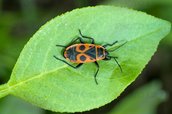 Firebug (Pyrrhocoris apterus)