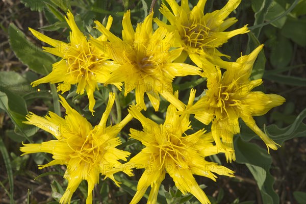 Black Salsify