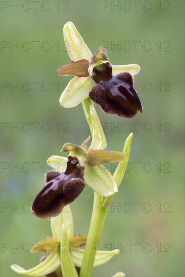 Early Spider Orchid (Ophrys sphegodes)