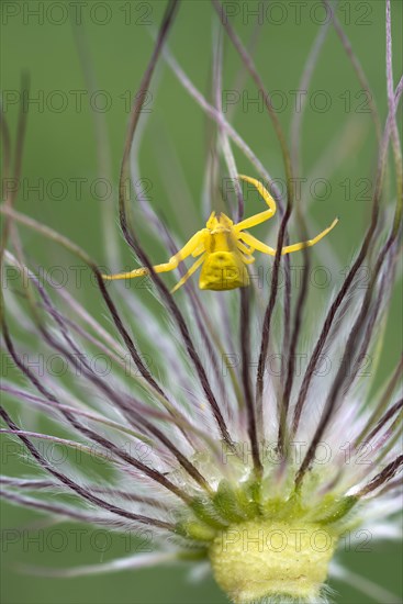 Heather Spider (Thomisus onustus)