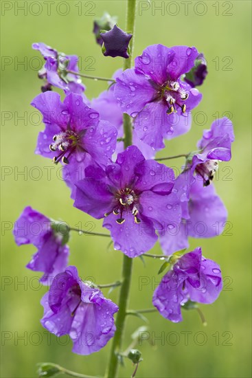 Purple Mullein (Verbascum phoeniceum)