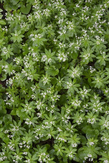 Sweet Woodruff or Wild Baby's Breath (Galium odoratum)