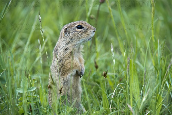 European Ground Squirrel or European Souslik (Citellus citellus)