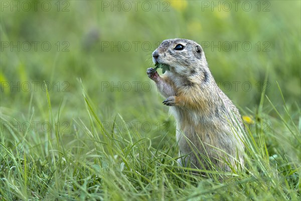 European Ground Squirrel or European Souslik (Citellus citellus)