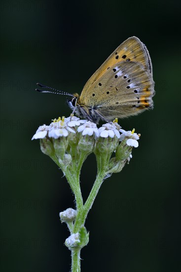 Scarce Copper (Lycaena virgaureae)