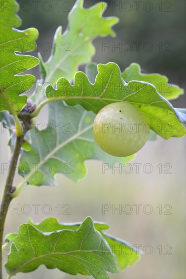 Gall of the Gall Wasp (Cynips quercusfolii) on an Oak (Quercus robur)