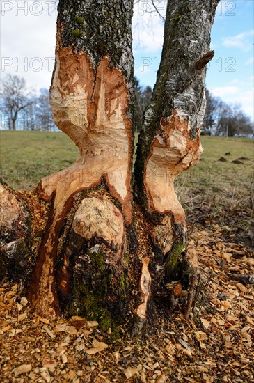 Birch trees gnawed by a beaver