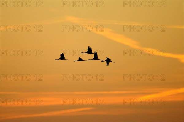 The silhouette of a flock of cranes (Grus grus) in flight at sunrise