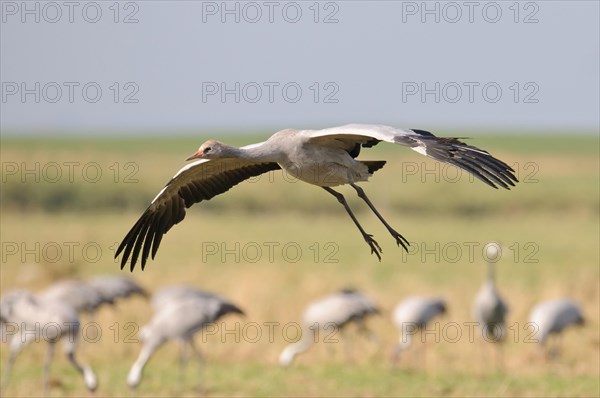 Common Crane (Grus grus)