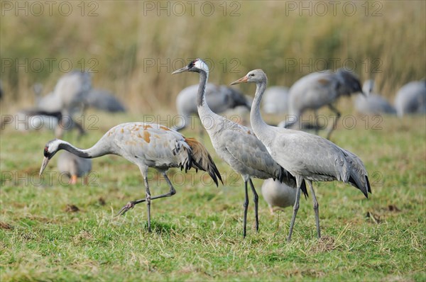 Common Cranes (Grus grus)