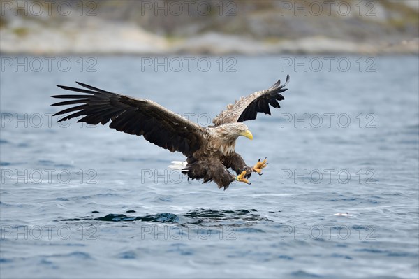 White-tailed Eagle or Sea Eagle (Haliaeetus albicilla) approaching prey