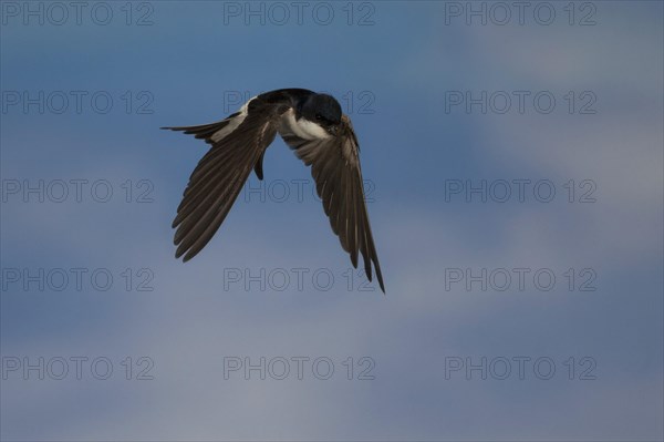 Common House Martin (Delichon urbica) in flight