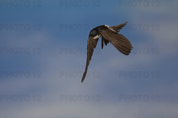 Common House Martin (Delichon urbica) in flight