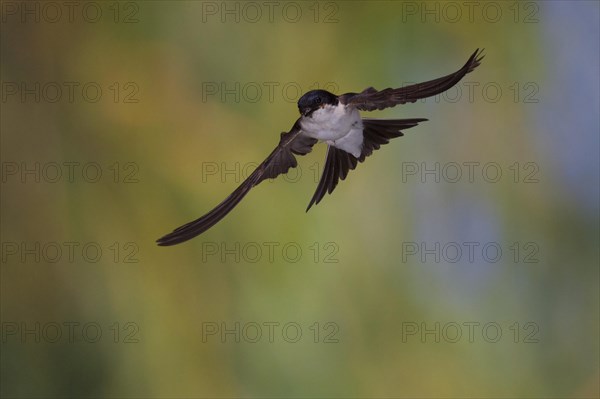 Common House Martin (Delichon urbica) in flight