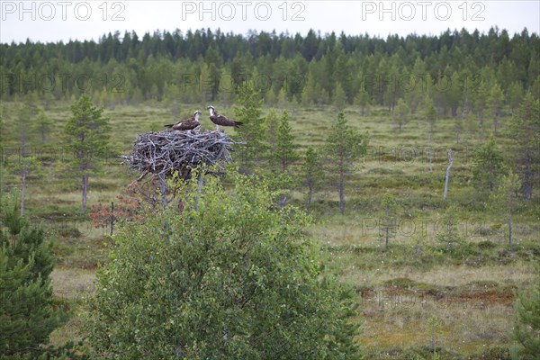 Osprey or Sea Hawk (Pandion haliaetus) pair on an eyrie