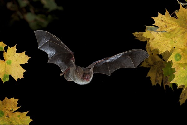 Greater Mouse-eared Bat (Myotis myotis) in flight