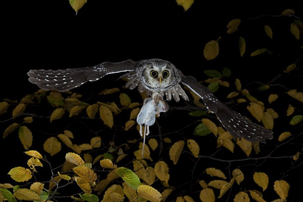 Boreal Owl (Aegolius funereus) carrying a captured yellow-necked mouse in flight